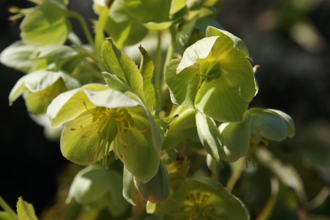 Helleborus lividus subsp. corsicus / elleboro sardo-corso